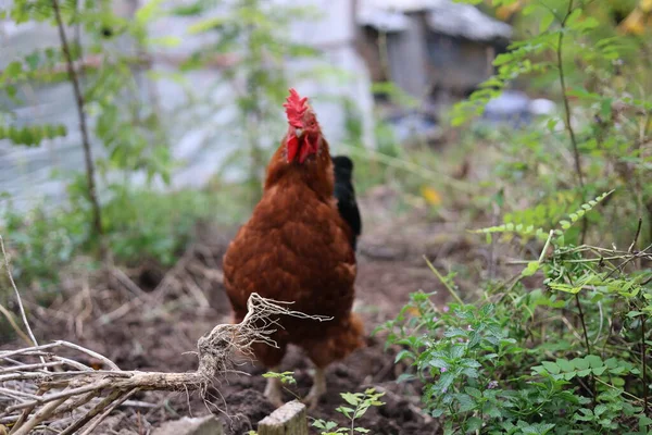 Bahçedeki horoz kırsal alanda yiyecek arıyor.