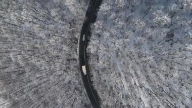 Orman manzarası, donmuş beyaz ağaçlarla kış zamanı.