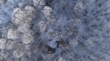 Orman manzarası, donmuş beyaz ağaçlarla kış zamanı.