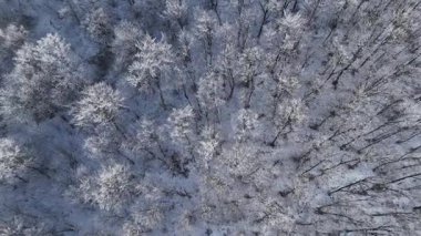 Orman manzarası, donmuş beyaz ağaçlarla kış zamanı.