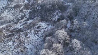 Orman manzarası, donmuş beyaz ağaçlarla kış zamanı.