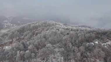 Orman manzarası, donmuş beyaz ağaçlarla kış zamanı.