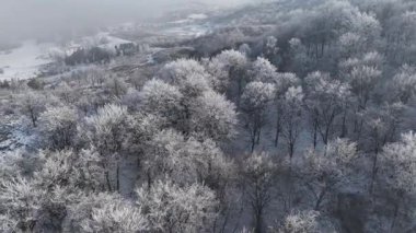 Orman manzarası, donmuş beyaz ağaçlarla kış zamanı.