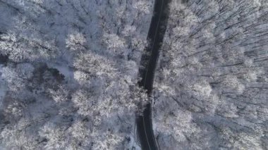 Orman manzarası, donmuş beyaz ağaçlarla kış zamanı.