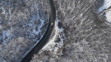 Orman manzarası, donmuş beyaz ağaçlarla kış zamanı.