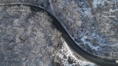 Orman manzarası, donmuş beyaz ağaçlarla kış zamanı.