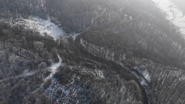 Orman manzarası, donmuş beyaz ağaçlarla kış zamanı.