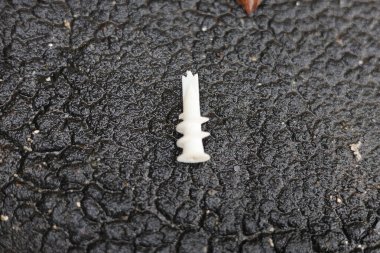 Alçı kaplama, alçı işçiliği için plastik element