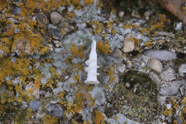 Alçı kaplama, alçı işçiliği için plastik element