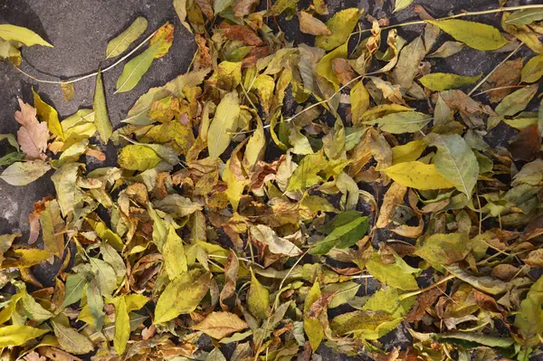 Sonbaharda yerde kuru sarı ağaç yaprakları. tasarım için doku arkaplanı.