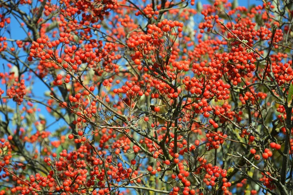 Rowan. Mavi gökyüzüne karşı ağaçta kırmızı dut. Tasarım için arkaplan. 