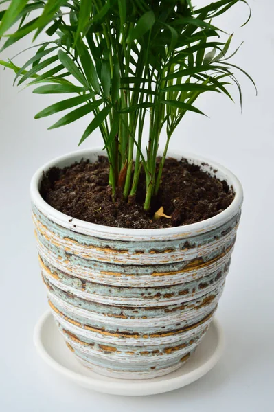 Plante Intérieur Verte Dans Pot Fleur Sur Fond Blanc — Photo