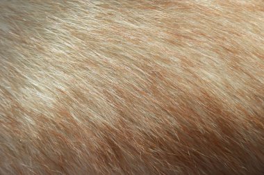 Tilki kürkü. Hayvanın kürkünün dokusunu. Tasarım için arkaplan.