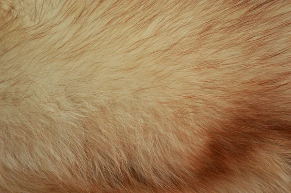 狐狸的毛皮 动物毛皮的质地 设计的背景 — 图库照片
