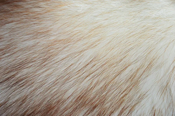 Bulu Rubah Tekstur Bulu Binatang Itu Latar Belakang Untuk Desain — Stok Foto
