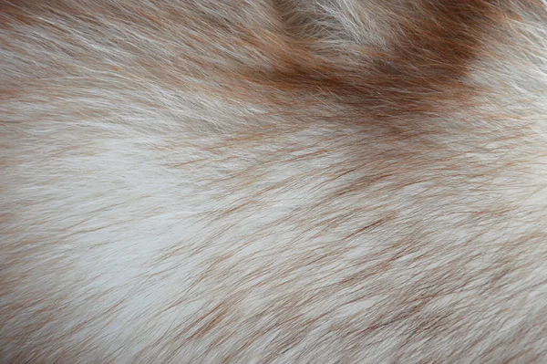 Fur Fox Texture Animal Fur Background Design — Stock Photo, Image
