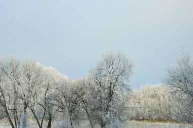 Kardaki ağaçlar. Güzel kış zamanı ve mavi gökyüzü.