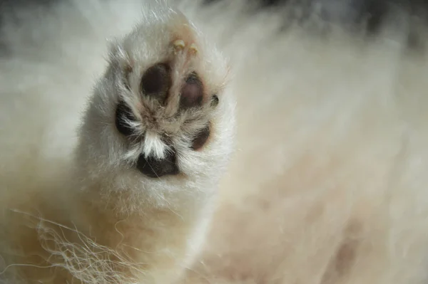 Cakar Berbulu Dari Seekor Anjing Putih Kecil Hewan Peliharaan — Stok Foto