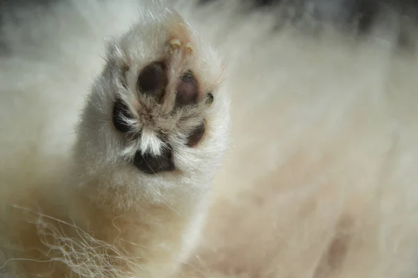 Harige Poot Van Een Kleine Witte Hond Een Huisdier — Stockfoto