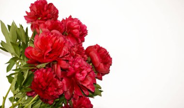 Parlak çiçekler. Şakayık kırmızıdır. Tatil için dekorasyon ve kadınlar günü için arka plan.