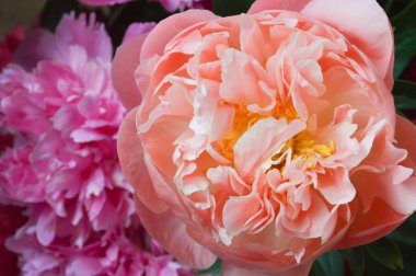 Yeşillik, narin çiçekler. Pembe şakayık. Tatil için dekorasyon ve kadınlar günü için arka plan.