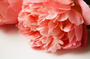 Yeşillik, narin çiçekler. Pembe şakayık. Tatil için dekorasyon ve kadınlar günü için arka plan.