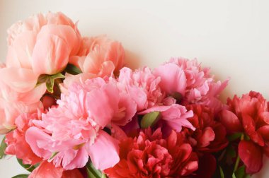 Yeşillik, narin çiçekler. Pembe şakayık. Tatil için dekorasyon ve kadınlar günü için arka plan.