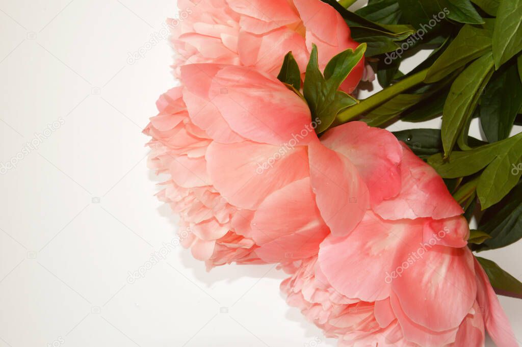 Lush, delicate flowers. Pink peony. background for decoration for holidays, women's day.