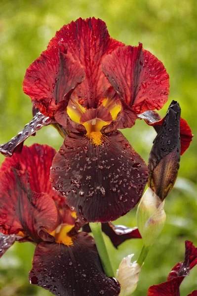 a burgundy flower in the green grass. Dark iris in the garden. background for the design.