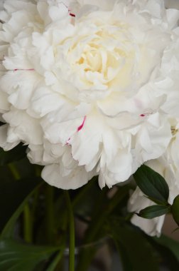 yemyeşil beyaz bir çiçek. Güzel bir lale. Hassas bir yaz buketi.