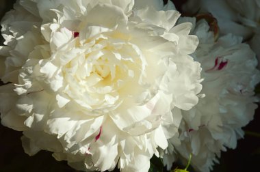 yemyeşil beyaz bir çiçek. Güzel bir lale. Hassas bir yaz buketi.