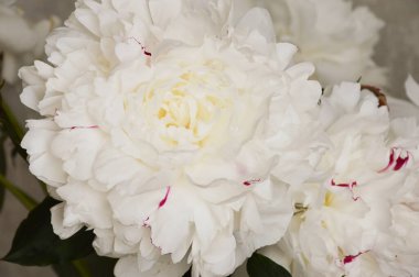 yemyeşil beyaz bir çiçek. Güzel bir lale. Hassas bir yaz buketi.