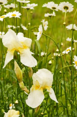 Güzel beyaz çiçekler ve yeşil çimenler. Yaz parkı. Papatyalar.
