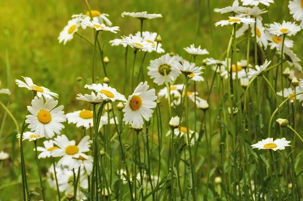 Beautiful Wild White Flowers Green Grass Summer Park Daisies — Stock Photo, Image