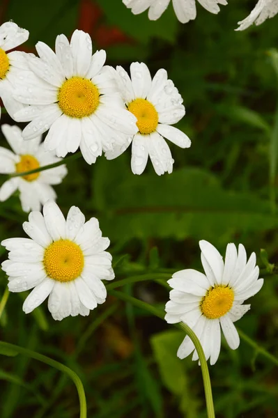 Красивые Дикие Белые Цветы Зеленая Трава Летний Парк Daisies — стоковое фото