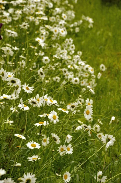 Vackra Vilda Vita Blommor Och Grönt Gräs Sommarpark Prästkragar — Stockfoto