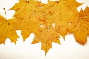 Çizgili akçaağaç yaprağı. Beyaz arkaplanda sonbahar sarısı kuru ağaç yaprağı.