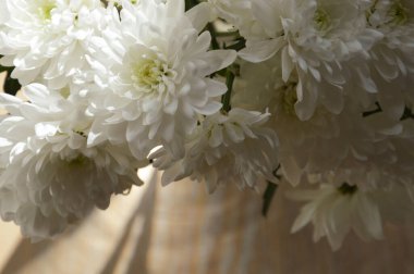 Beyaz kasımpatılar. Güzel yemyeşil çiçekler. Vazoda bir buket.