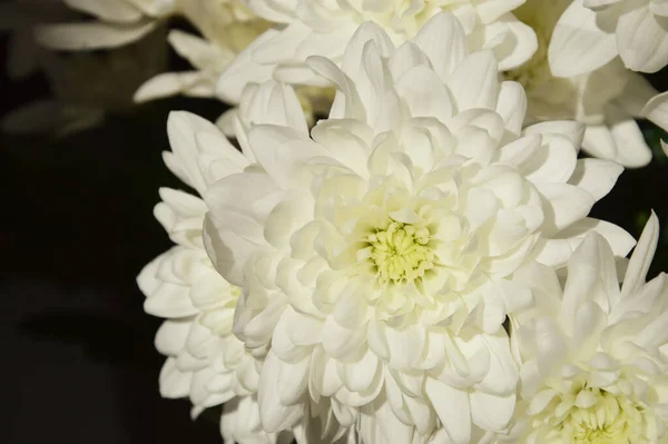 白い菊 美しい緑の花 花瓶に花束を — ストック写真