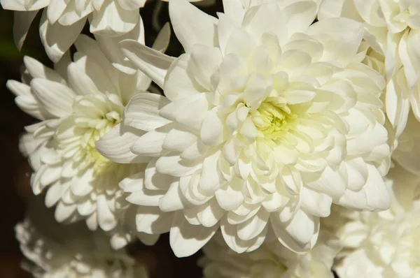 白い菊 美しい緑の花 花瓶に花束を — ストック写真