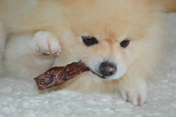 Cão Come Carne Seca Pomeranian Pomeranian Limpeza Dos Dentes Dos — Fotografia de Stock