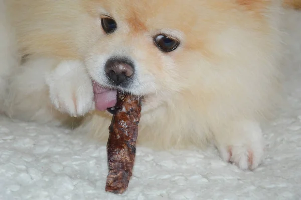 Cão Come Carne Seca Pomeranian Pomeranian Limpeza Dos Dentes Dos — Fotografia de Stock