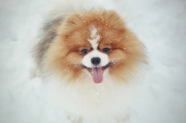 Pomeranian Inverno Flocos Neve Cara Cão Amigo Uma Pessoa — Fotografia de Stock
