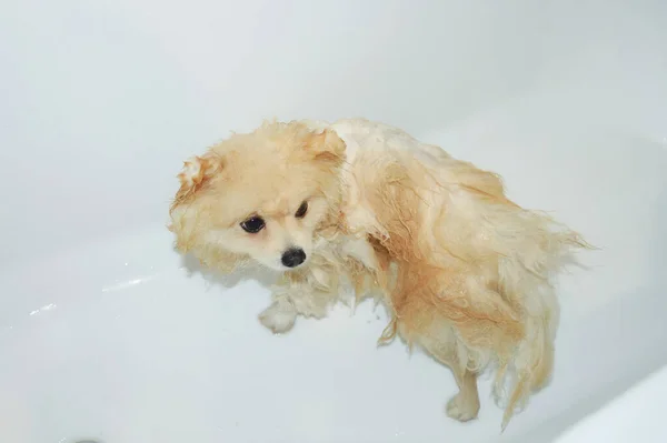 Mencuci Anjing Pomeranian Basah Dalam Bak Mandi Putih — Stok Foto