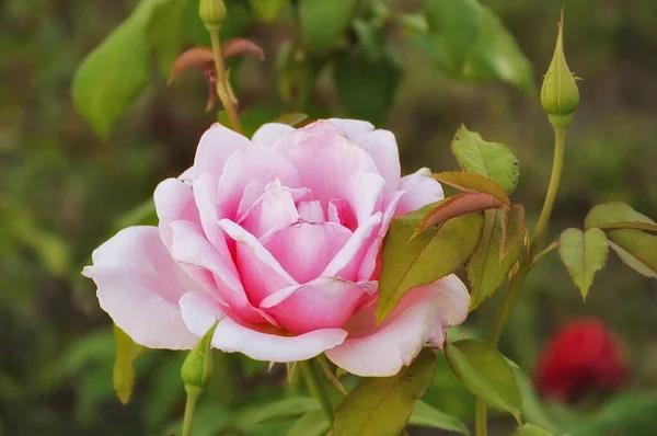 Beautiful Rose Pink Color Garden Flower Background Design — Stock Photo, Image