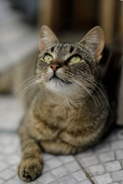 A vertical selective focus shot of a cat lying on the ground looking upward