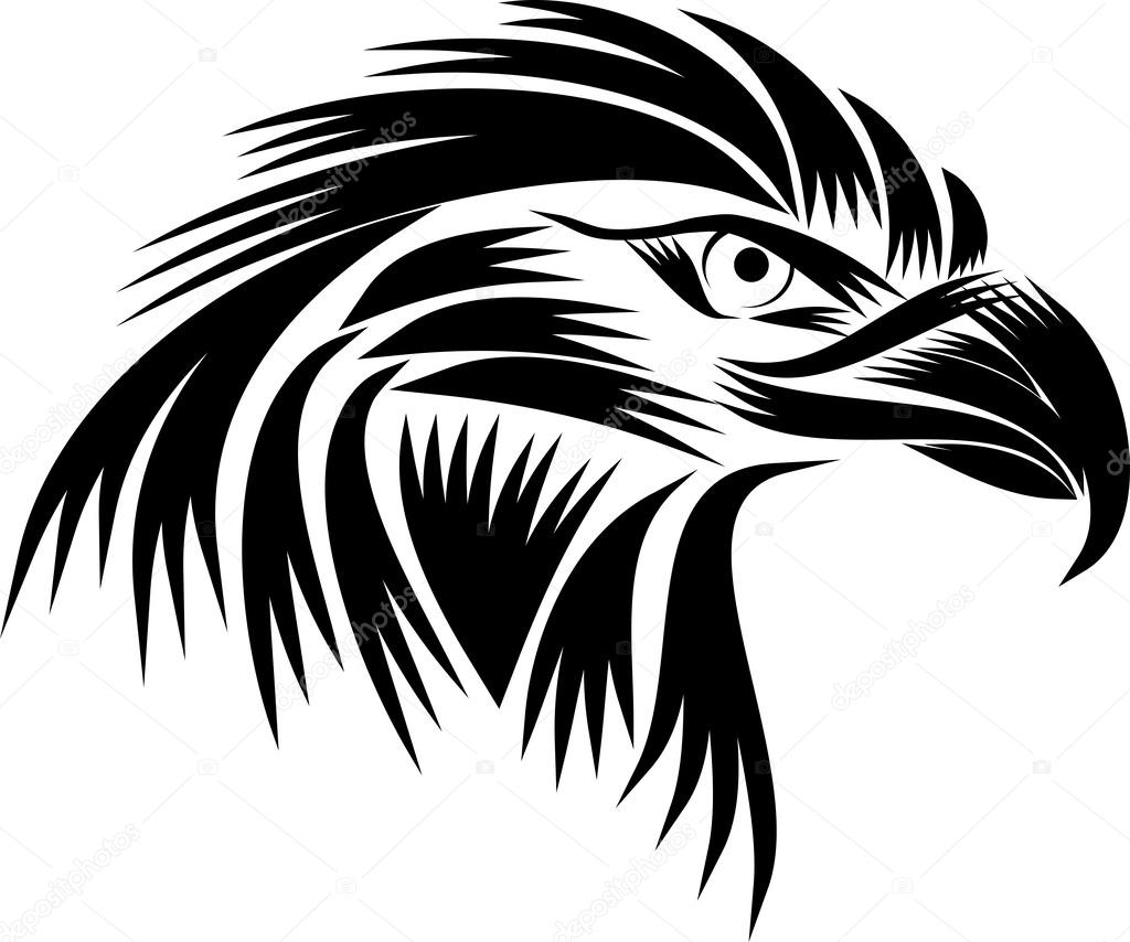 Black and white head eagle