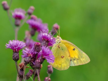 A yellow sulpher butterfly pollinating a purple wildflower with a green background in nature on a late summer day.  Insect wildlife, green and purple in nature. clipart