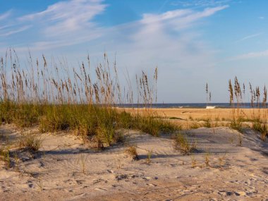 Sand dune and beach at Anastasia State Park in St Augustine Florida in the golden hour light with a bright blue and cloudy sky.  Pretty and vibrant landscape. clipart