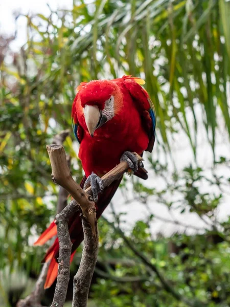 Roter Ara Vogel Thront Auf Einem Ast Mit Grünem Laubhintergrund — Stockfoto